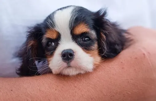cavalier king charles spaniel