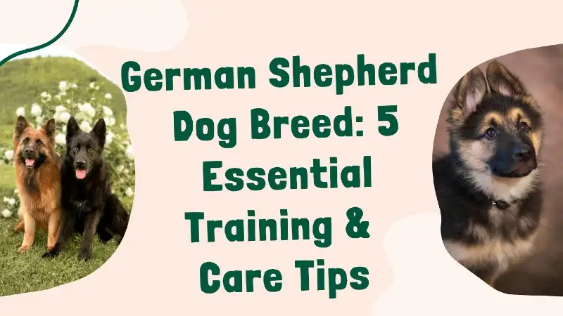 German Shepherd Dog Breed-5 Essential Training & Care Tips