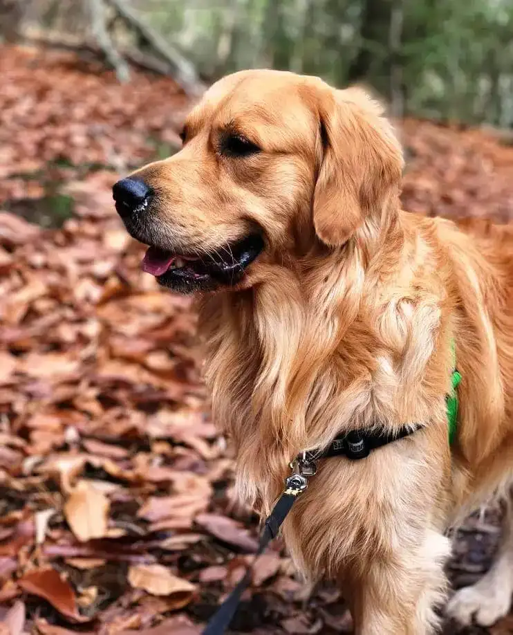 Golden-Retriever-dog-breed