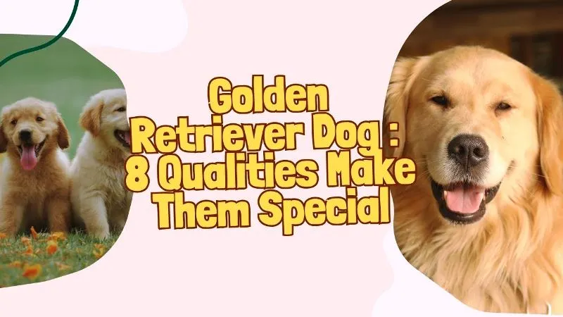 Golden-Retriver-dog-breed.