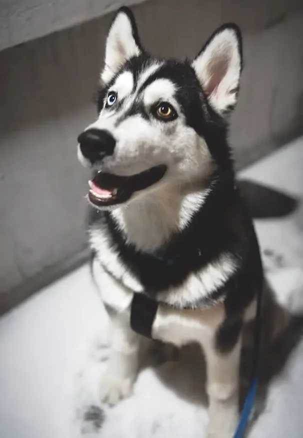 Husky dog breed
