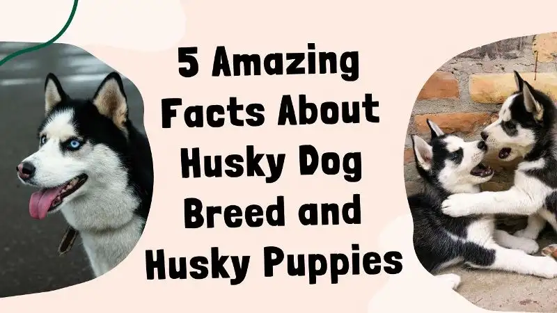 5 amazing facts about husky dog breed & husky puppies