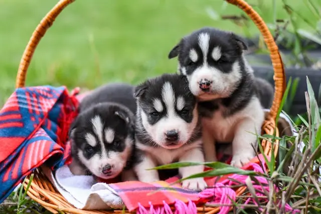 Husky Puppies
