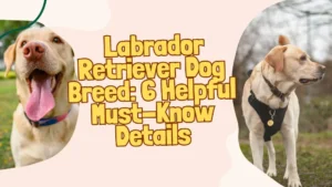 Labrador-Retriever-Dog-Breed