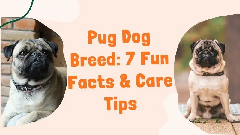 Details about pug dog breed