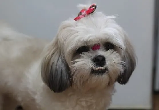 Shih tzu-toy dog