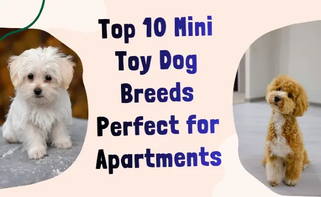 top 1 mini toy dog breeds perfect for apartments