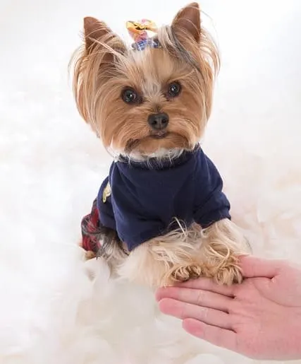 yorkshire- terrier dog