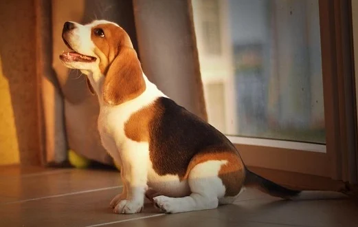 beagle dog breed - how to care for a beagle