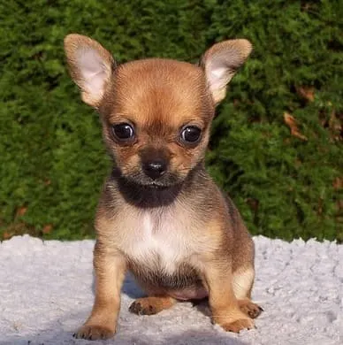 Chihuaha mini toy dog breed
