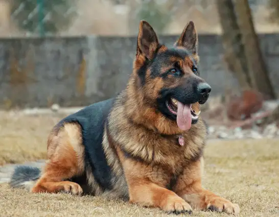 german-shepherd-dog-breed