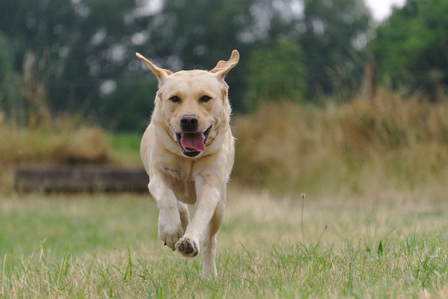 labrador retriever dog breed