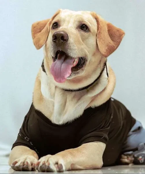 labrador retriever- a perfect family dog