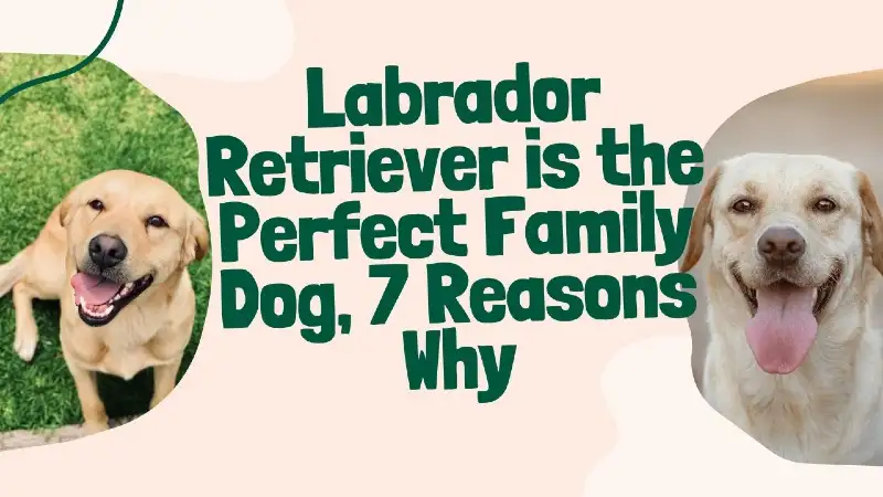 Labrador-Retriever-is-the-Perfect-Family-Dog-7-Reasons-Why