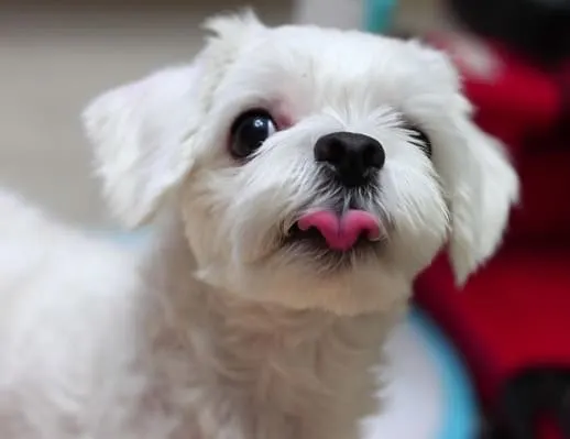 Maltese- mini dog breed