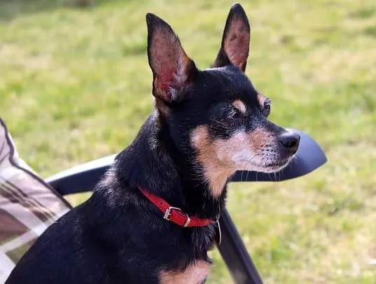 miniature pinscher toy dog