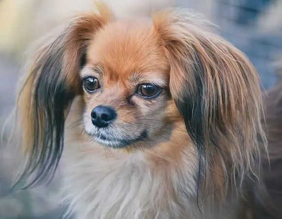 papillon- toy dog breed