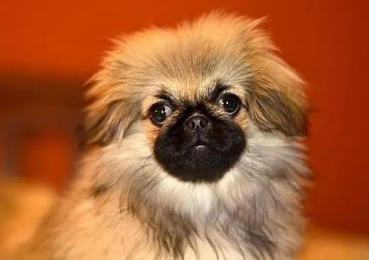 pekingese - mini dogs