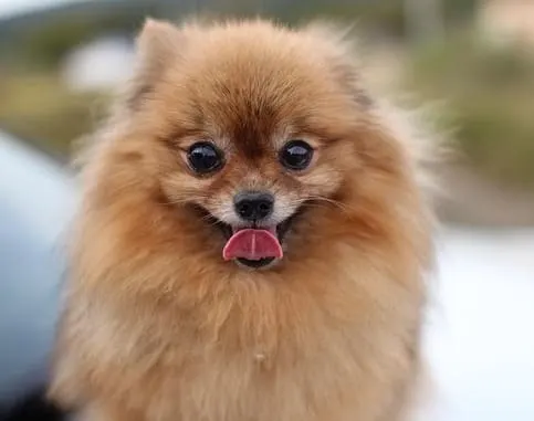 pomeranian- mini toy dog breed