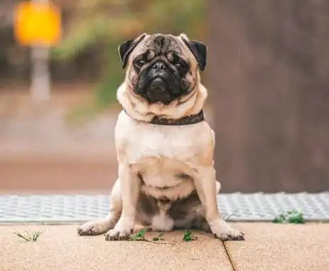 pug dog breed 7 fun facts and care tips