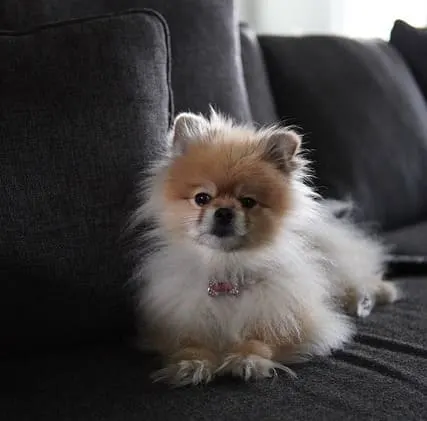 teacup pomeranian- cute mini toy dog
