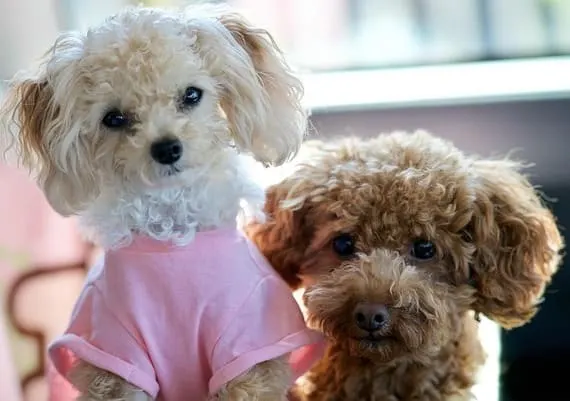 toy poodle- mini dog