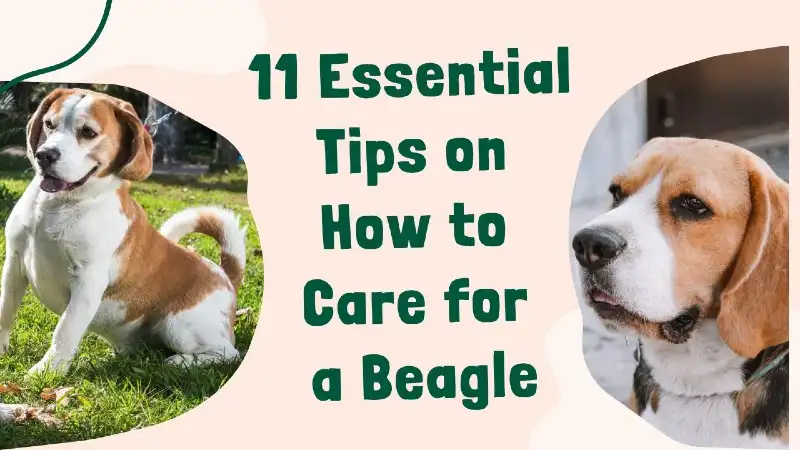 11 Essential Tips on How to Care for a Beagle- furryguide.com