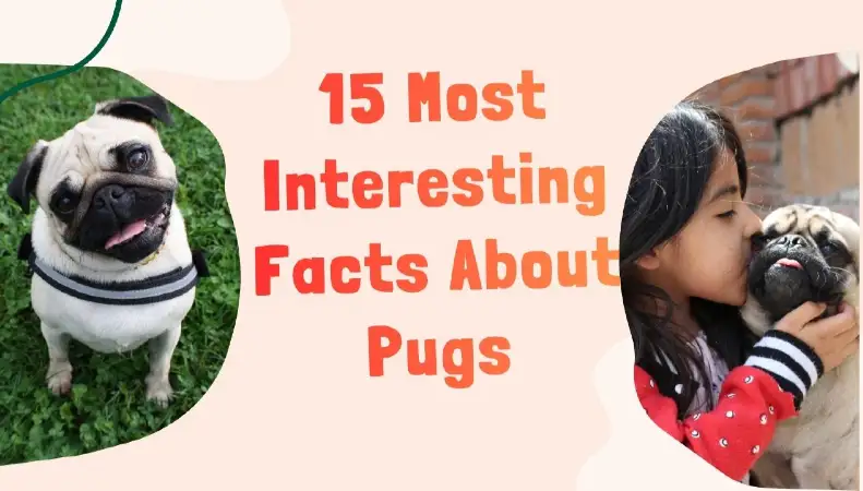 15 Most Interesting Facts About Pugs- furryguide.com