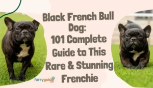 Black French Bull Dog- 101 Complete Guide to This Rare & Stunning Frenchie