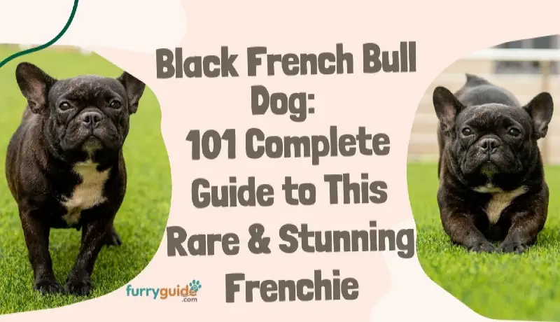 Black French Bull Dog- 101 Complete Guide to This Rare & Stunning Frenchie