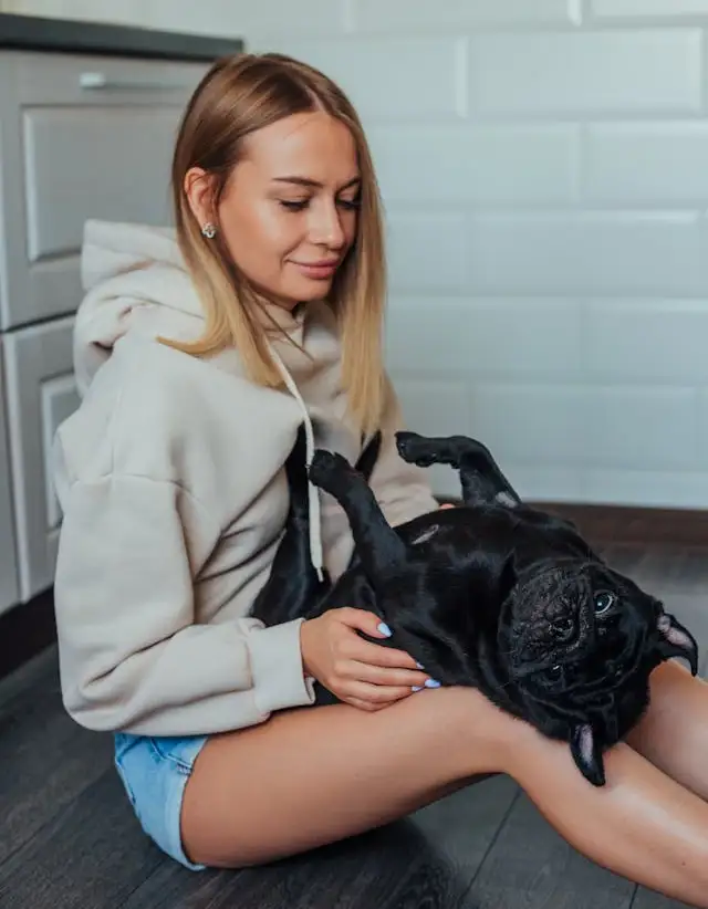 black french bull dog- furryguide.com