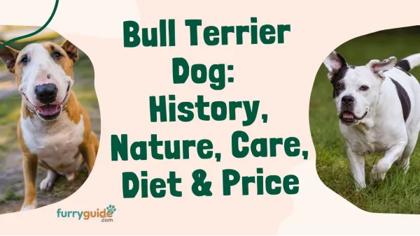 Bull Terrier Dog: History, Nature, Care, Diet & Price