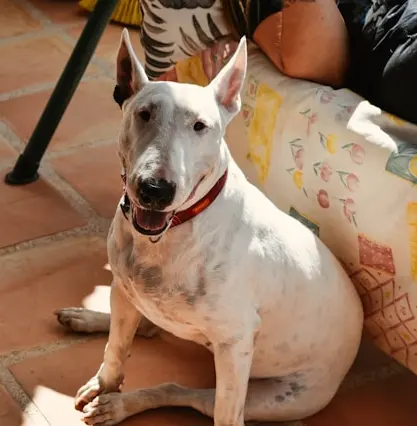 Bull terrier dog grooming