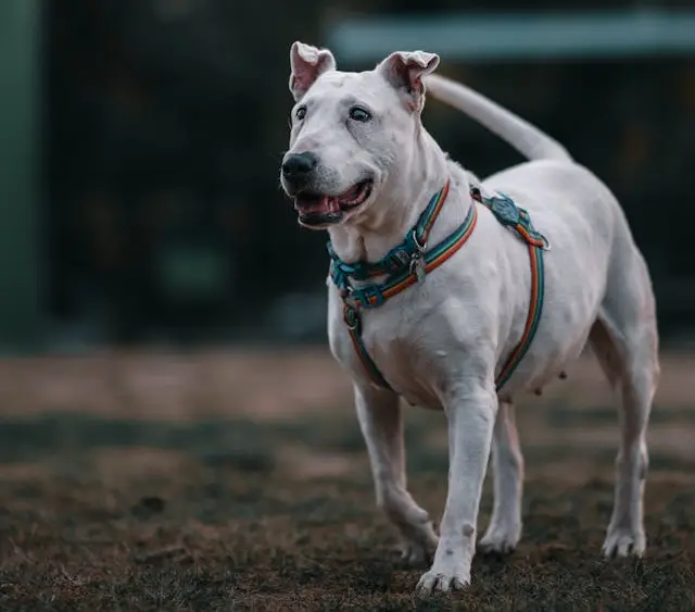 Bull terrier dog history, temperament, appearance 