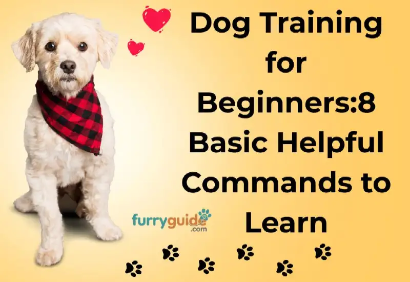 Dog Training for Beginners:8 Basic Helpful Commands to Learn - furryguide.com
