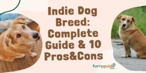 Indie Dog Breed: Complete Guide & 10 Pros&Cons