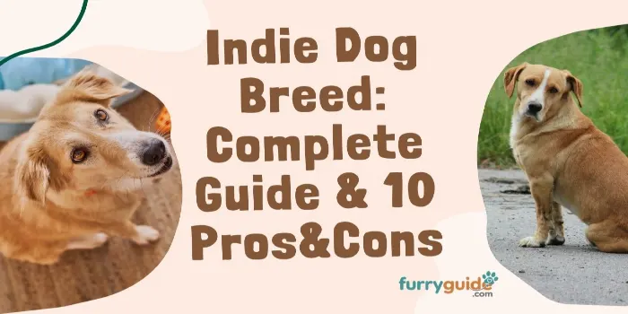 Indie Dog Breed: Complete Guide & 10 Pros&Cons