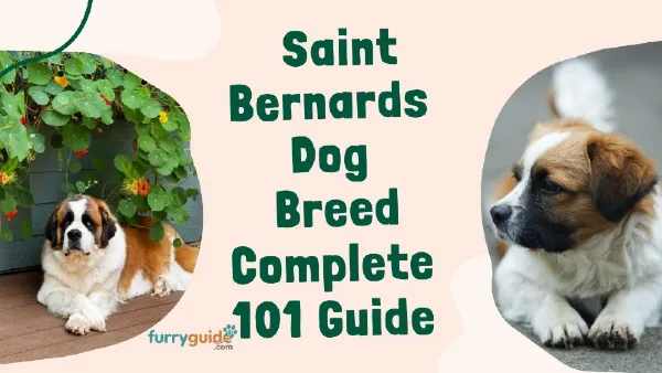 Saint Bernards Dog Breed Complete 101 Guide - furryguide