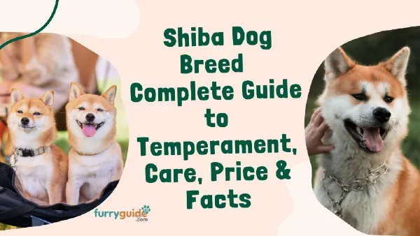 Shiba Dog breed complete guide to temperament care price facts