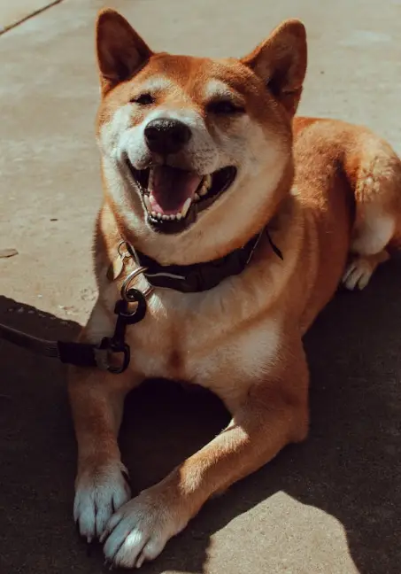 Shiba dog Breed buying guide, pros nd cons