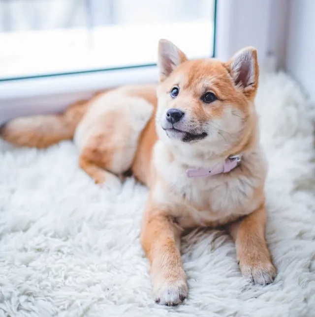 Shiba dog breed breed characteristics, Shiba Inu history