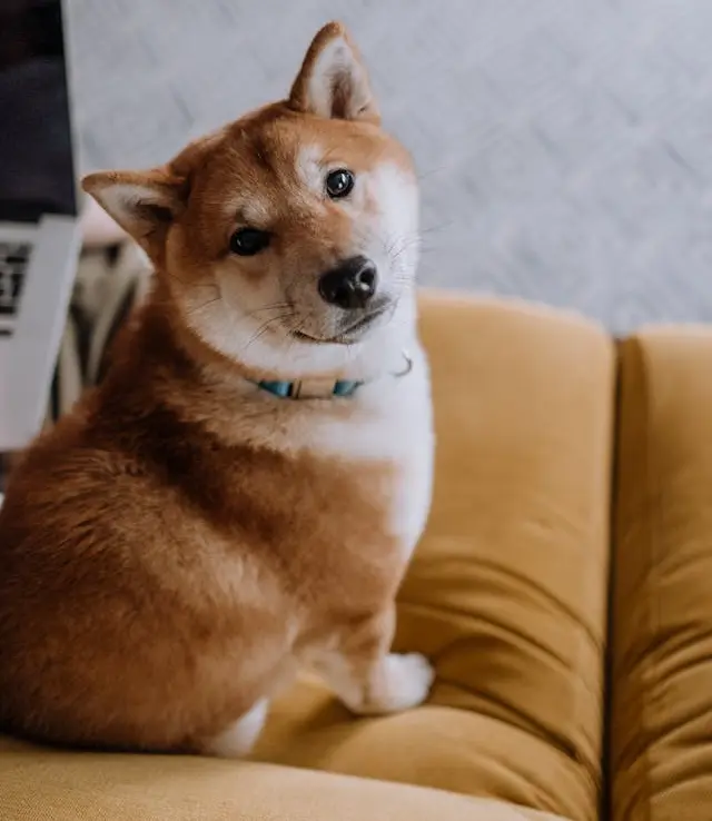 Shiba Inu grooming requirements