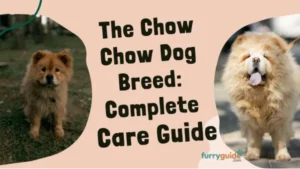 The Chow Chow Dog Breed: Complete Care Guide