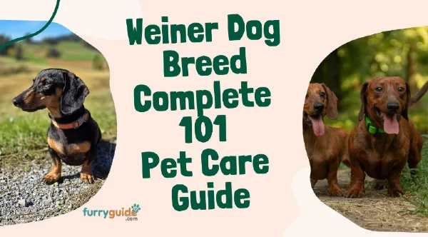 Weiner Dog Breed Complete 101 Pet Care Guide
