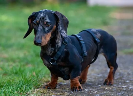 Weiner Dog Breed Appearence
