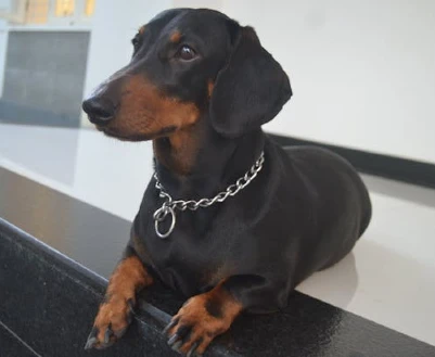 Weiner-dog-breed-dachshund-long-body-and-short-legs