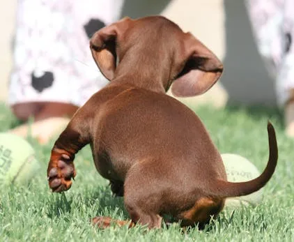 Weiner dog breed or dachshund puppy