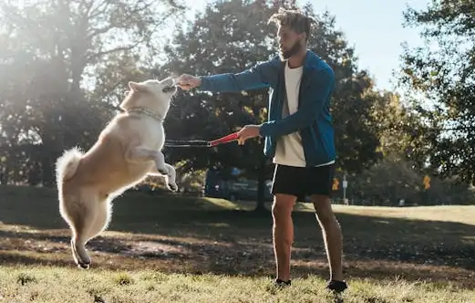 basic dog training for beginners- furryguide.com