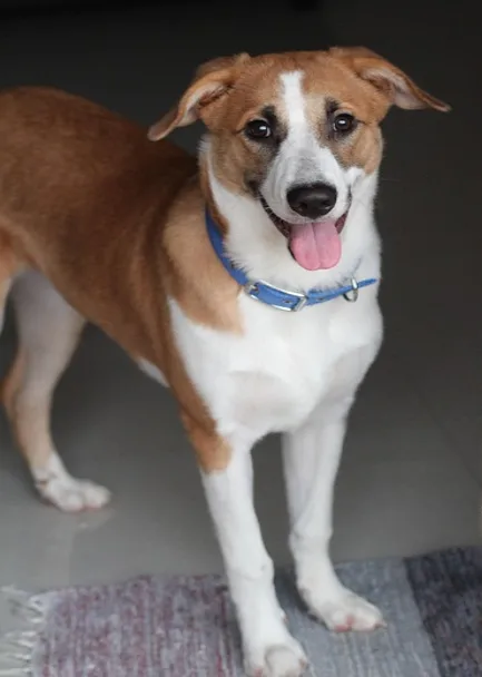 Indie Dog Breed furryguide.com