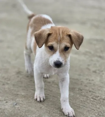 Indie dog breed puppy- furryguide.com